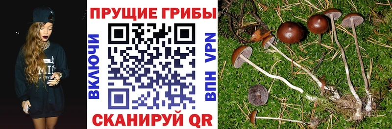 Купить где  Харабали  Галлюциногенные грибы Magic Shrooms 